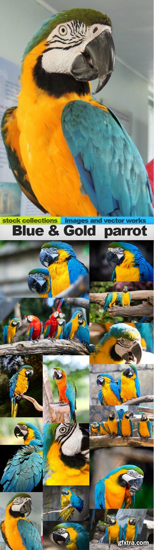 Blue &amp; Gold parrot, 17 x UHQ JPEG