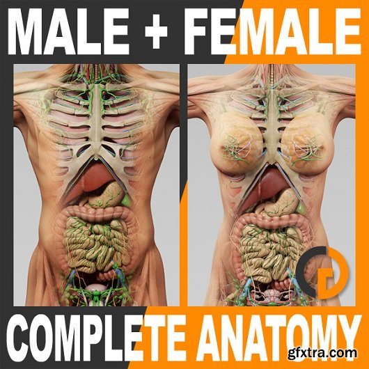 Turbosquid - Complete Male and Female Anatomy