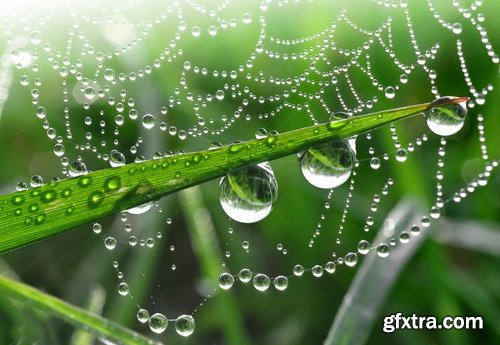 Collection of dew on a leaf close-up images of leaves and grass water drop 25 HQ Jpeg