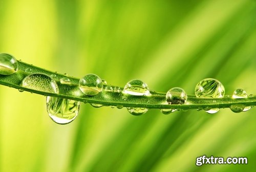 Collection of dew on a leaf close-up images of leaves and grass water drop 25 HQ Jpeg