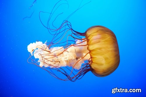 Collection of the most beautiful views of the underwater world of jellyfish coelenterates 25 HQ Jpeg