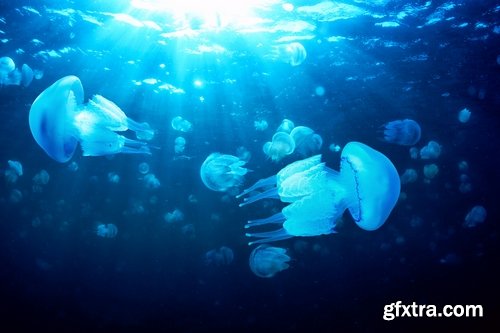 Collection of the most beautiful views of the underwater world of jellyfish coelenterates 25 HQ Jpeg