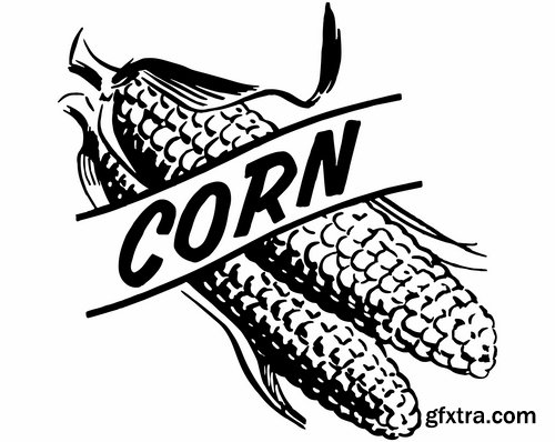 Collection of different vector picture corn 25 Eps