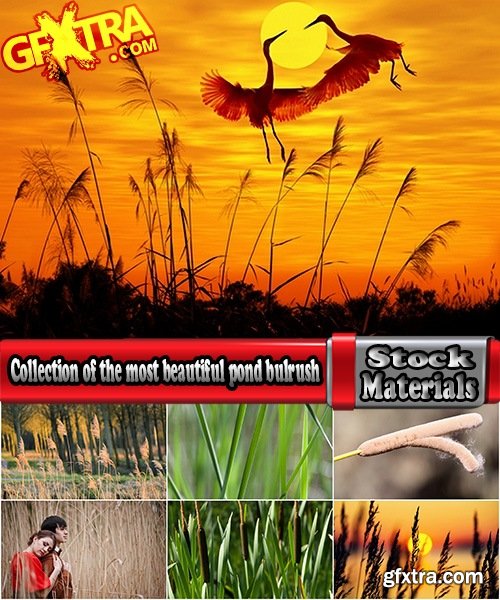 Collection of the most beautiful pond bulrush cane seed fluff sunset lake river reeds 25 HQ Jpeg