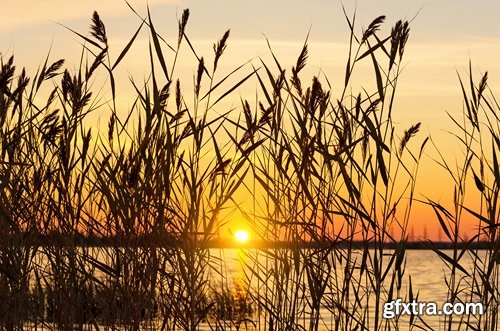 Collection of the most beautiful pond bulrush cane seed fluff sunset lake river reeds 25 HQ Jpeg