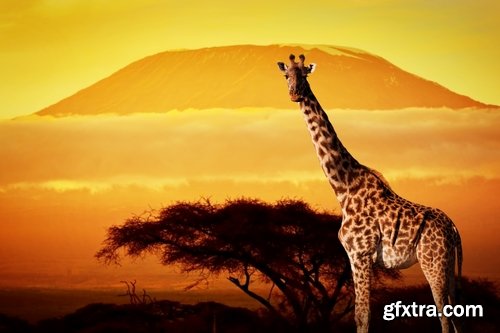 Collection of Kilimanjaro Africa landscape elephant giraffe leopard lion mountain volcano 25 HQ Jpeg