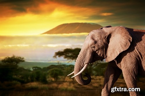 Collection of Kilimanjaro Africa landscape elephant giraffe leopard lion mountain volcano 25 HQ Jpeg