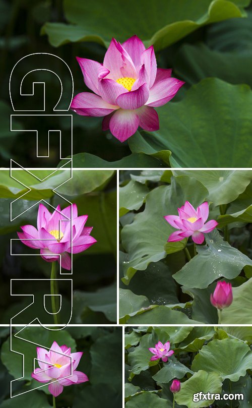 Stock Photos - Lotus Flower And Lotus Flower Plants