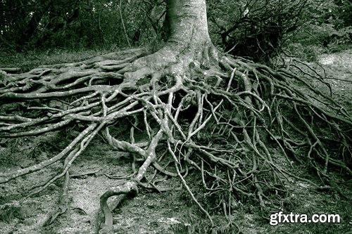 Collection tree root old forest old tree bark 25 HQ Jpeg