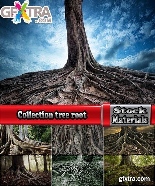 Collection tree root old forest old tree bark 25 HQ Jpeg