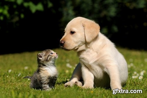 Collection of different breeds of cats kitten with puppy 25 HQ Jpeg