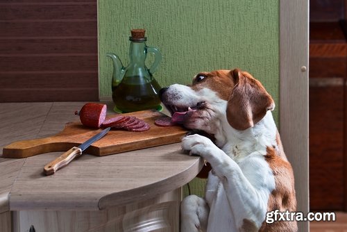 Collection of different breeds of dogs eating dog food 25 HQ Jpeg