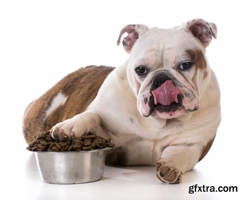 Collection of different breeds of dogs eating dog food 25 HQ Jpeg