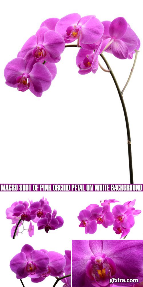 Stock Photos - Macro Shot Of Pink Orchid Petal On White Background
