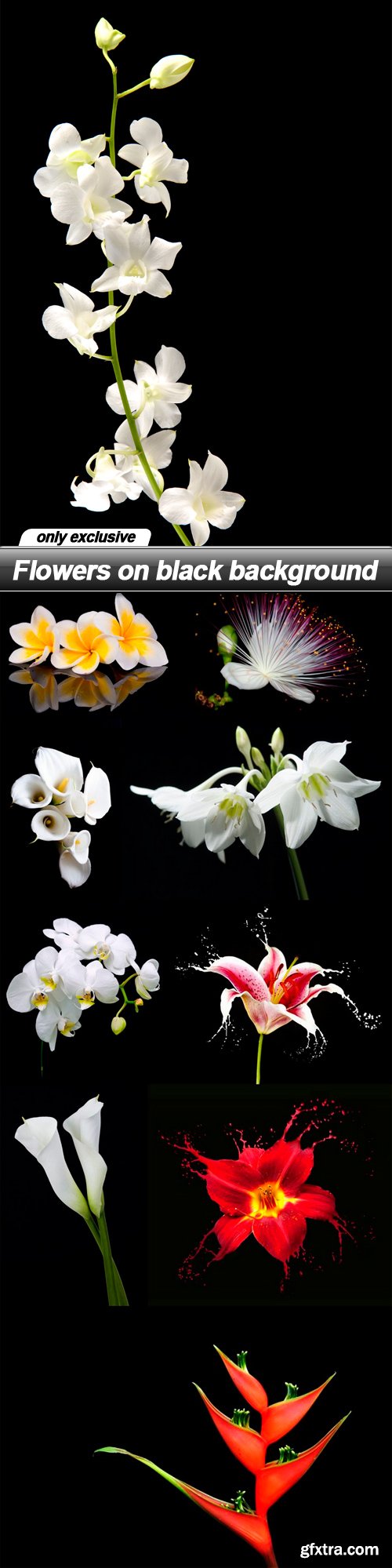 Flowers on black background - 10 UHQ JPEG Flowers on black background - 10 UHQ JPEG