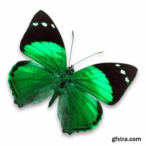 Butterfly - 20 UHQ JPEG