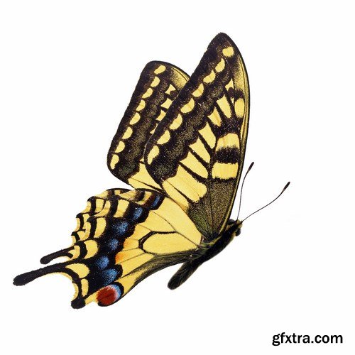 Butterfly - 20 UHQ JPEG