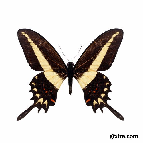 Butterfly - 20 UHQ JPEG