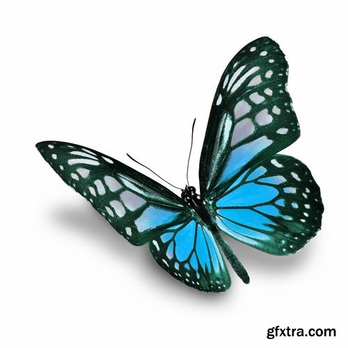Butterfly - 20 UHQ JPEG