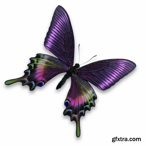 Butterfly - 20 UHQ JPEG