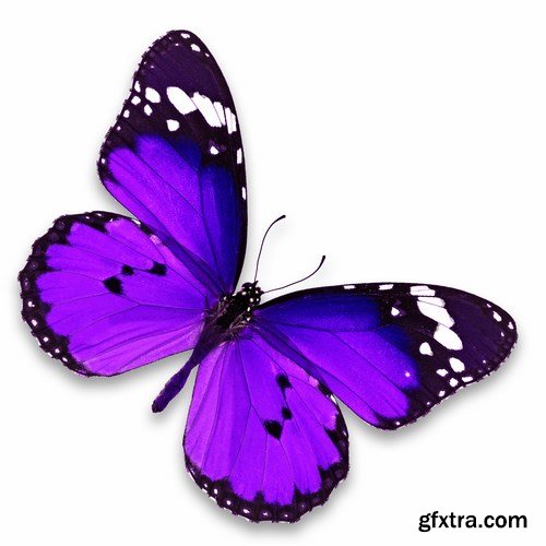 Butterfly - 20 UHQ JPEG