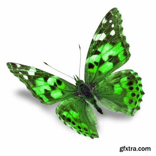 Butterfly - 20 UHQ JPEG