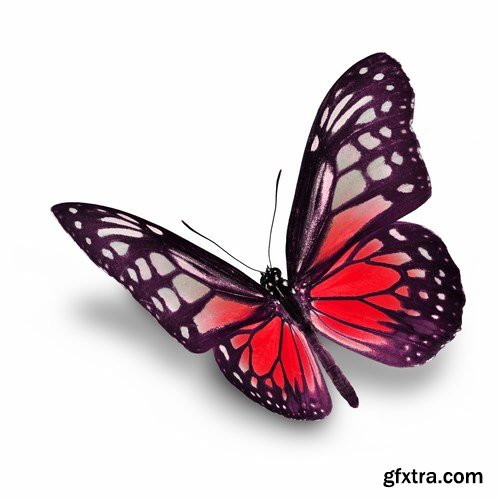 Butterfly - 20 UHQ JPEG
