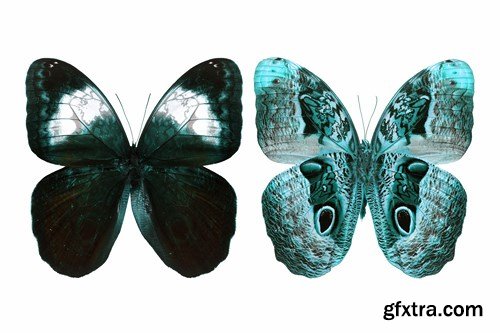 Butterfly - 20 UHQ JPEG