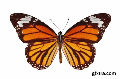 Butterfly - 20 UHQ JPEG