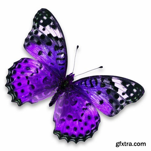 Butterfly - 20 UHQ JPEG