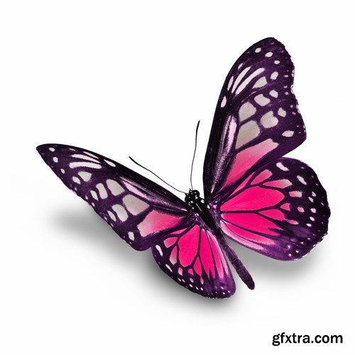 Butterfly - 20 UHQ JPEG