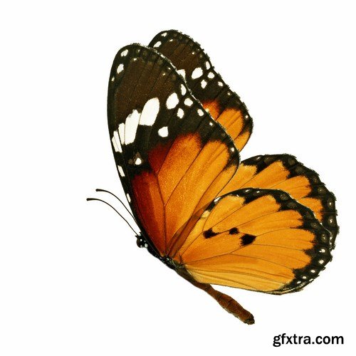 Butterfly - 20 UHQ JPEG