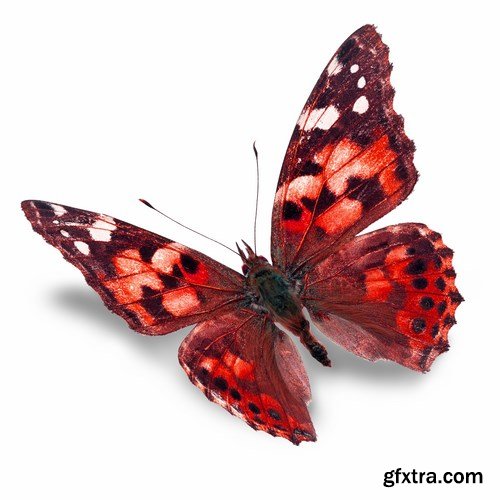 Butterfly - 20 UHQ JPEG