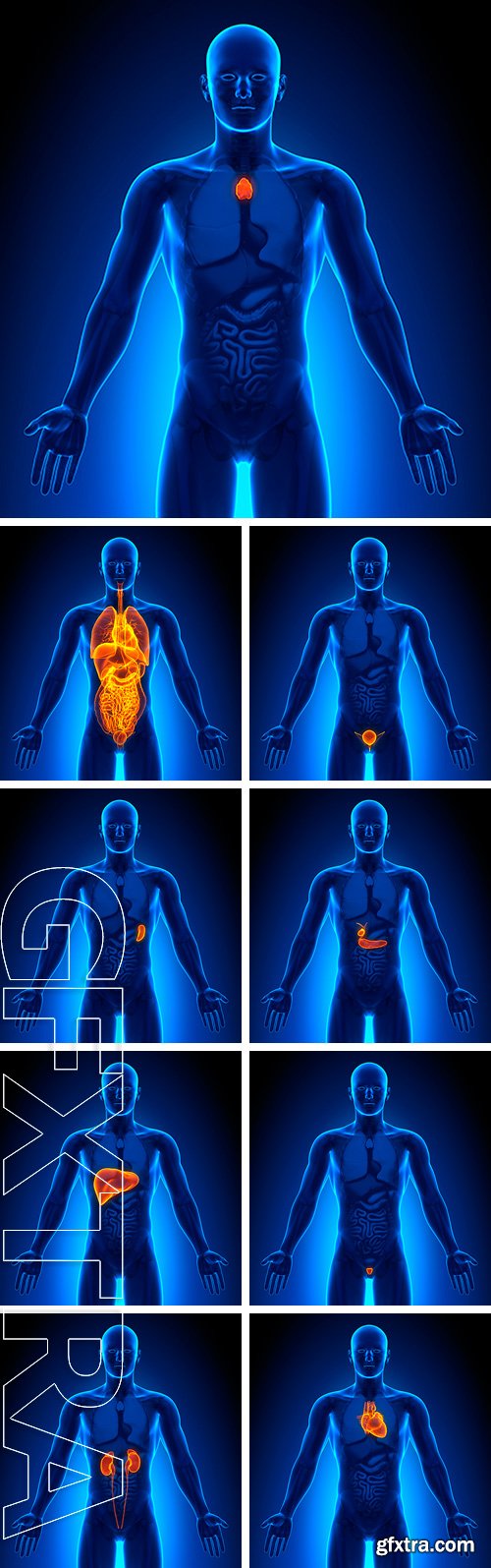 Stock Photos - Male Organs - Human Anatomy