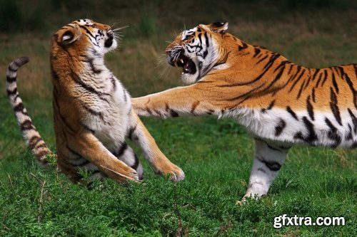 Collection of battle confrontation fight animal survival nature 25 HQ Jpeg
