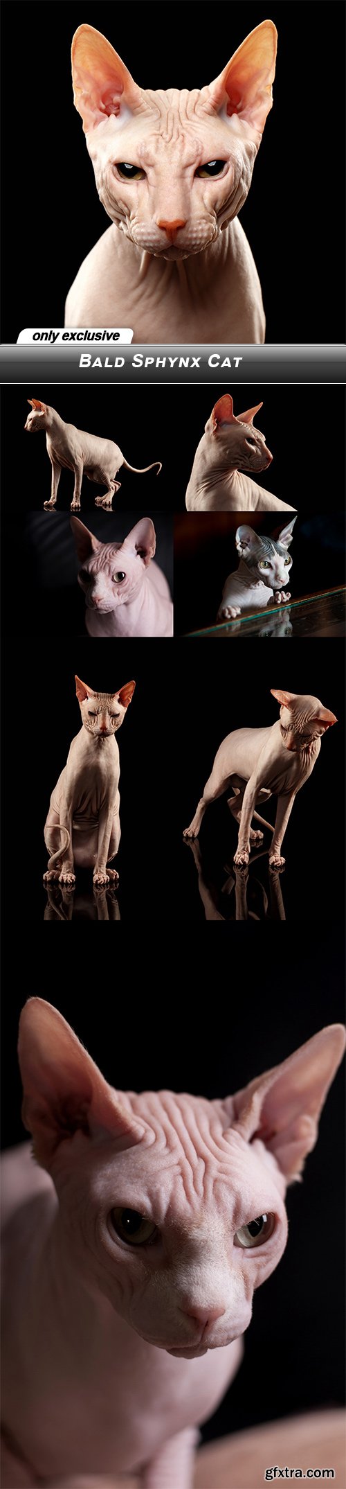 Bald Sphynx Cat - 8 UHQ JPEG