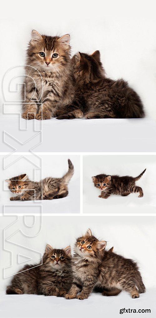 Stock Photos - Two fluffy Siberian striped kitten sitting on gray background