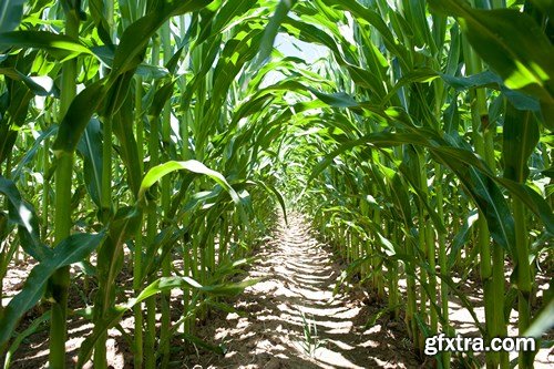 Corn, corn field - 6 UHQ JPEG