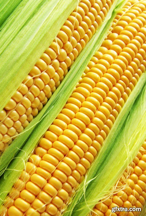 Corn, corn field - 6 UHQ JPEG