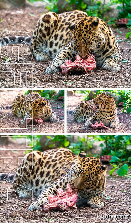 Stock Photos - Amur leopard eating meat