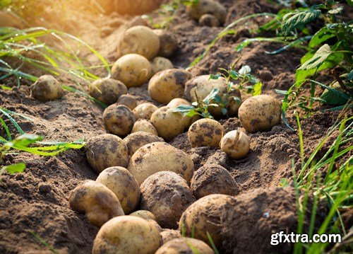 Potatoes - 7xUHQ JPEG