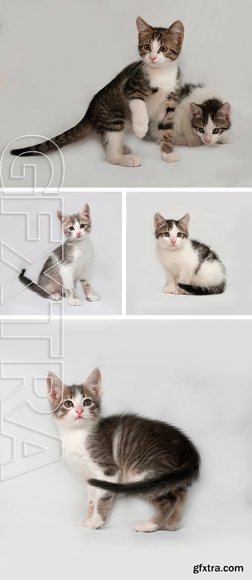 Stock Photos - Striped and white kitten  on gray background