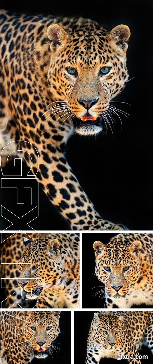 Stock Photos - Wild Leopard in the tropical African savanna