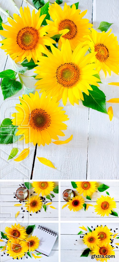 Stock Photos - Sunflowers on a white wooden background
