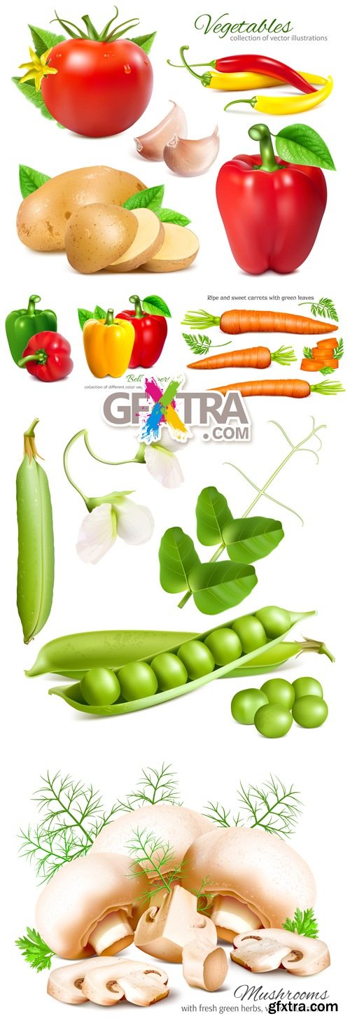 Realistic Vegetables Isolated Vector