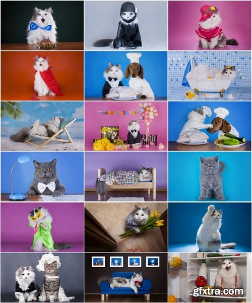 Collection of funny cat in different clothes kitten with a dog 25 HQ Jpeg