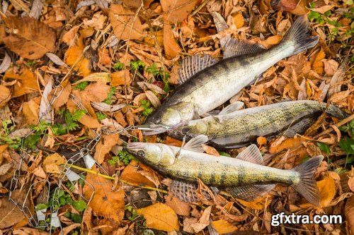 Collection of autumn catch fishing fishing tackle fog on the river yellow woods 25 HQ Jpeg