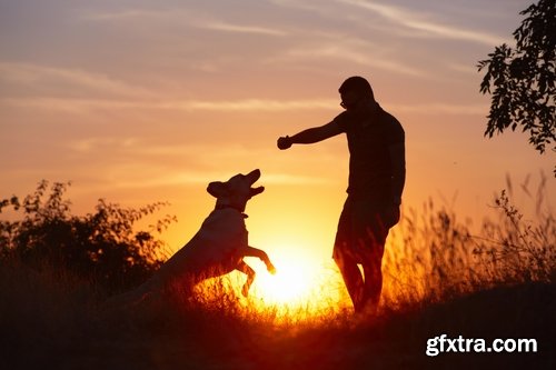 Collection of various breeds of dogs with a dog at sunset nature landscape 25 HQ Jpeg