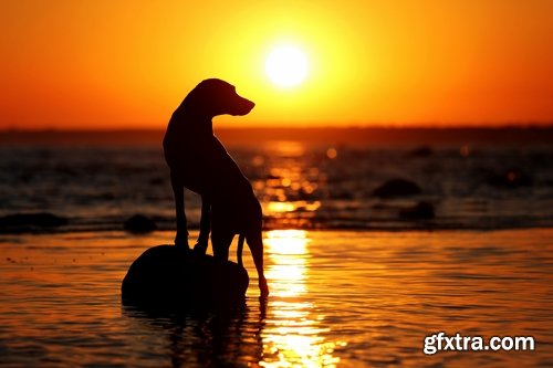 Collection of various breeds of dogs with a dog at sunset nature landscape 25 HQ Jpeg