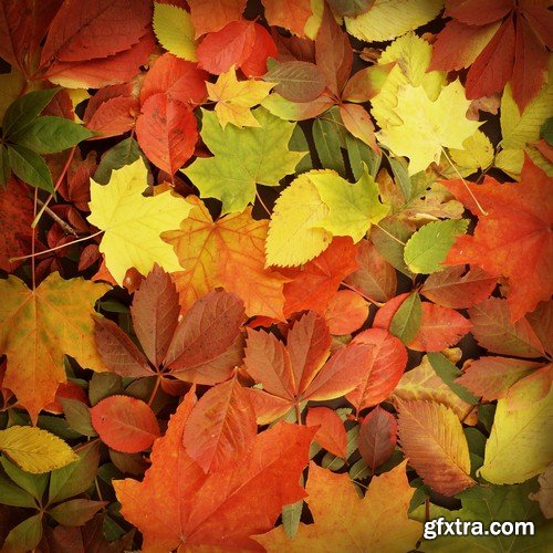 Backgrounds autumn leaves